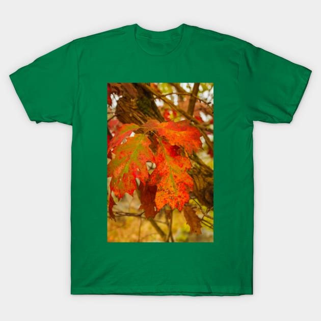 Dying Oak Leaves T-Shirt by thadz